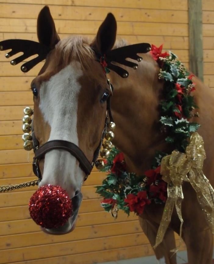 Horse as a Reindeer